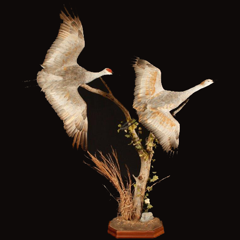 Birds.png