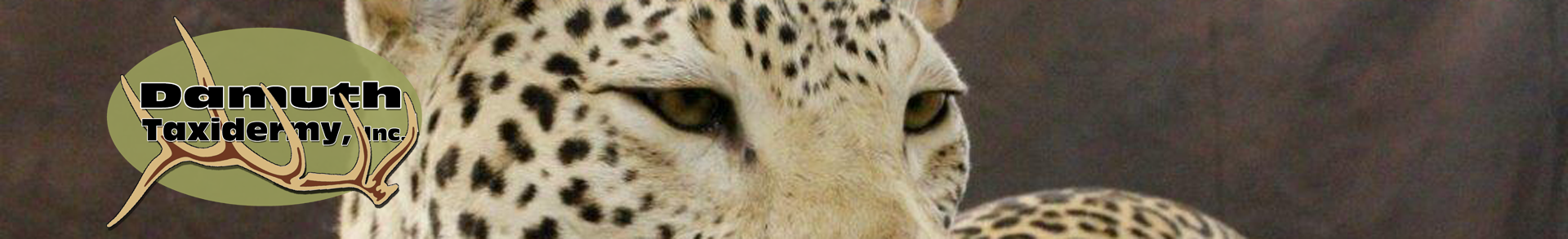 Damuth-Banner.png