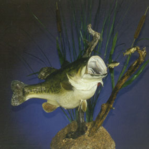 Fish.png