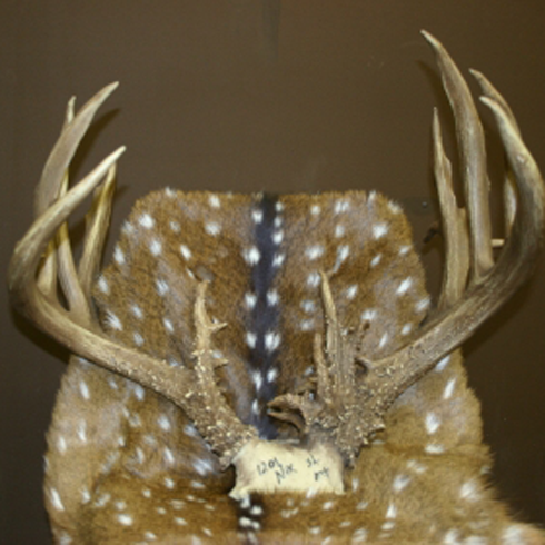Horns.png